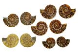 Cut & Polished Agatized Ammonite Fossils - 1 1/2 to 2" Size - Photo 2